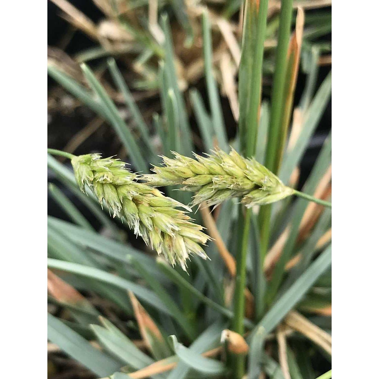 Sesleria 'Brushstrokes' – Moor Grass
