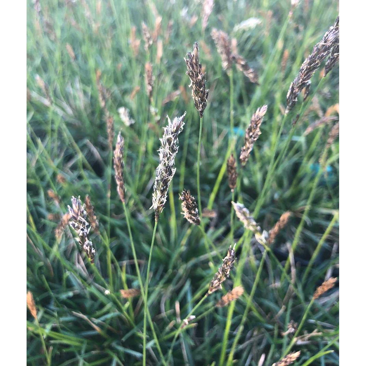 Sesleria 'Greenlee Hybrid' – Greenlee Moor Grass