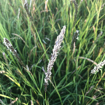 Sesleria autumnalis – Autumn Moor Grass