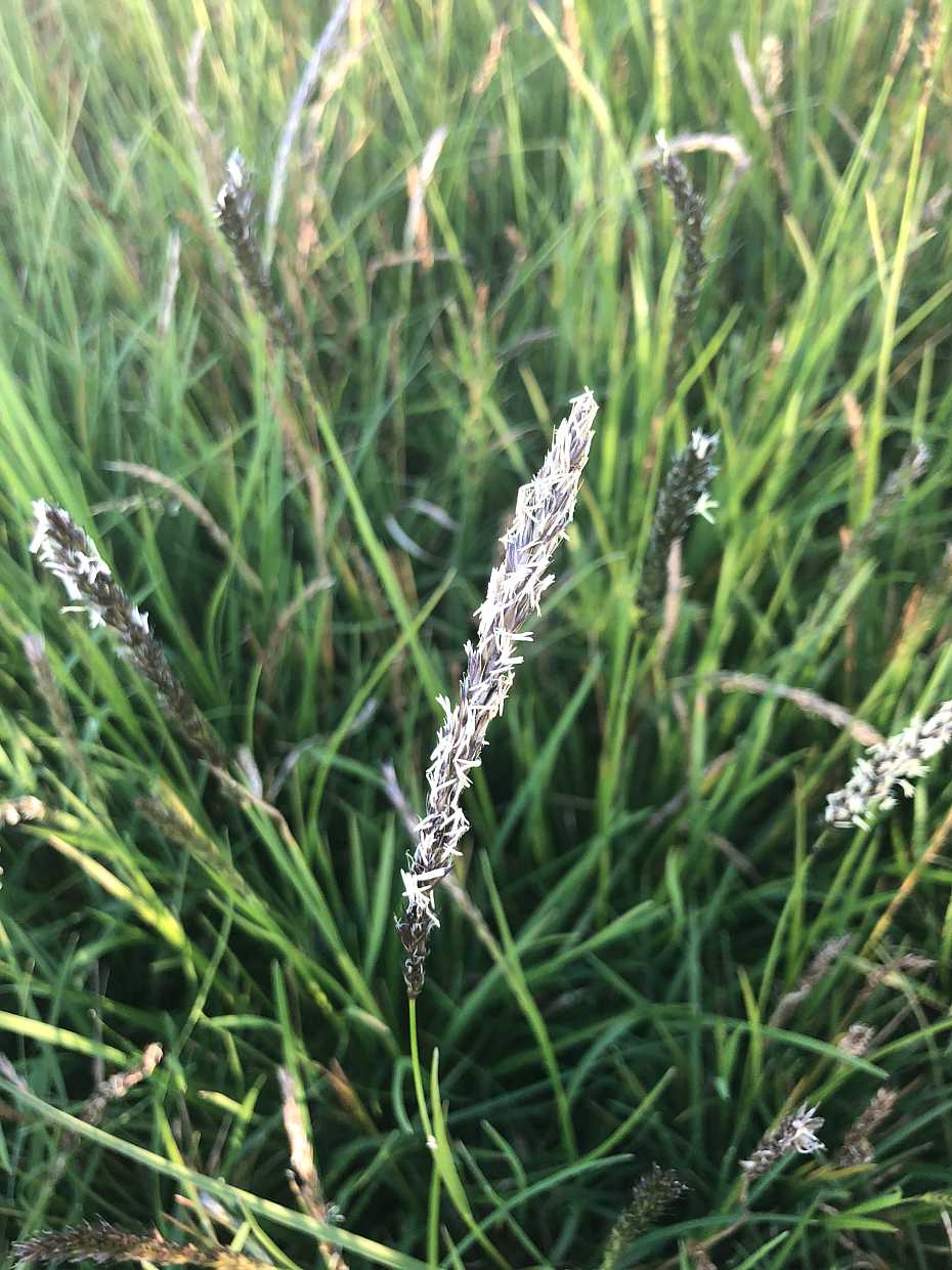 Sesleria autumnalis – Autumn Moor Grass