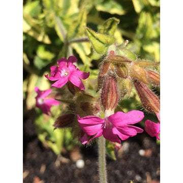 SILENE dioica 'Clifford Moor' (Available Now)