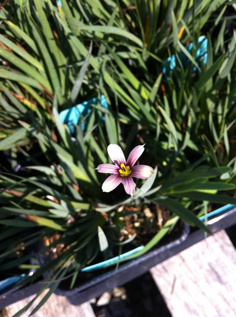 Sisyrinchium 'Quaint & Queer' – Blue-Eyed Grass