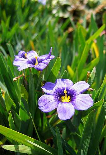 Sisyrinchium bellum 'Rocky Point' – Blue-Eyed Grass