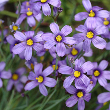 Sisyrinchium bellum – Blue-Eyed Grass