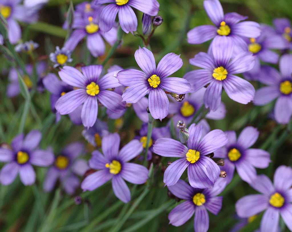 Sisyrinchium bellum – Blue-Eyed Grass