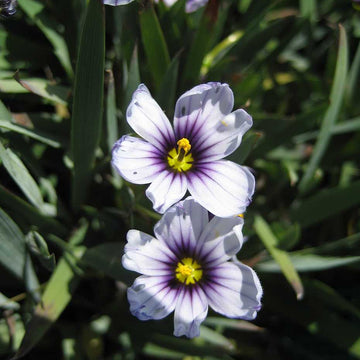 Sisyrinchium bellum 'Nanum' – Dwarf Blue-Eyed Grass