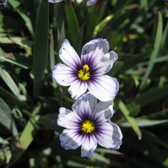 Sisyrinchium bellum 'Nanum' – Dwarf Blue-Eyed Grass