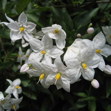 Solanum jasminoides – Potato Vine