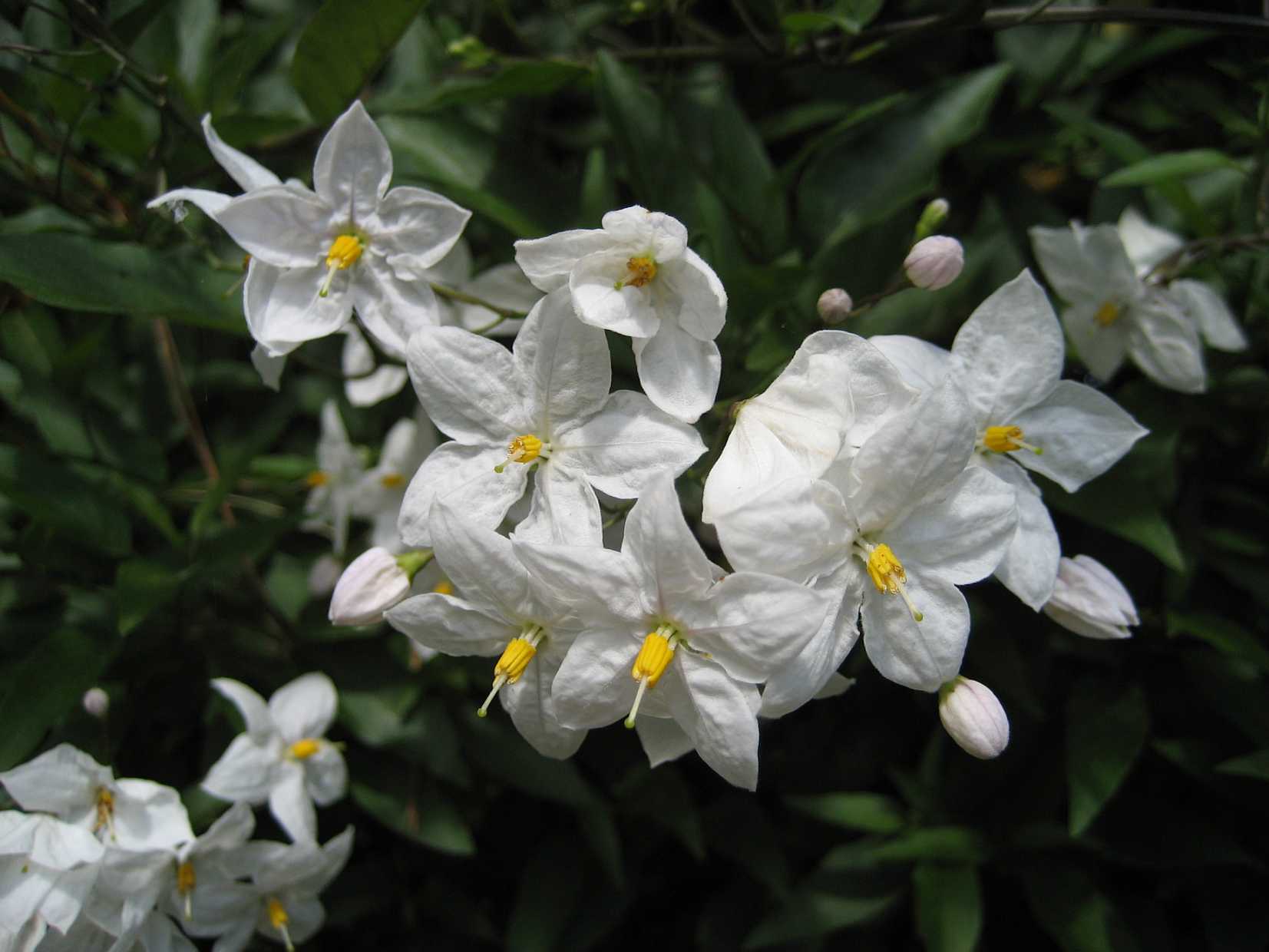 Solanum jasminoides – Potato Vine