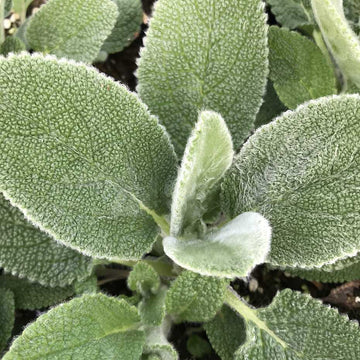 Stachys byzantina 'Big Ears' – Lamb's Ears