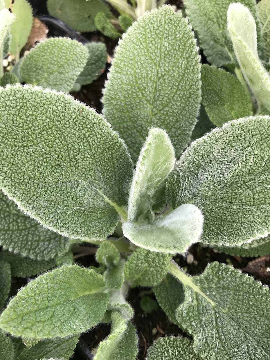 Stachys byzantina 'Big Ears' – Lamb's Ears