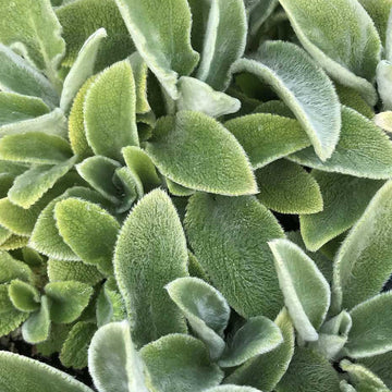 Stachys byzantina 'Primrose Heron' – Lamb's Ears
