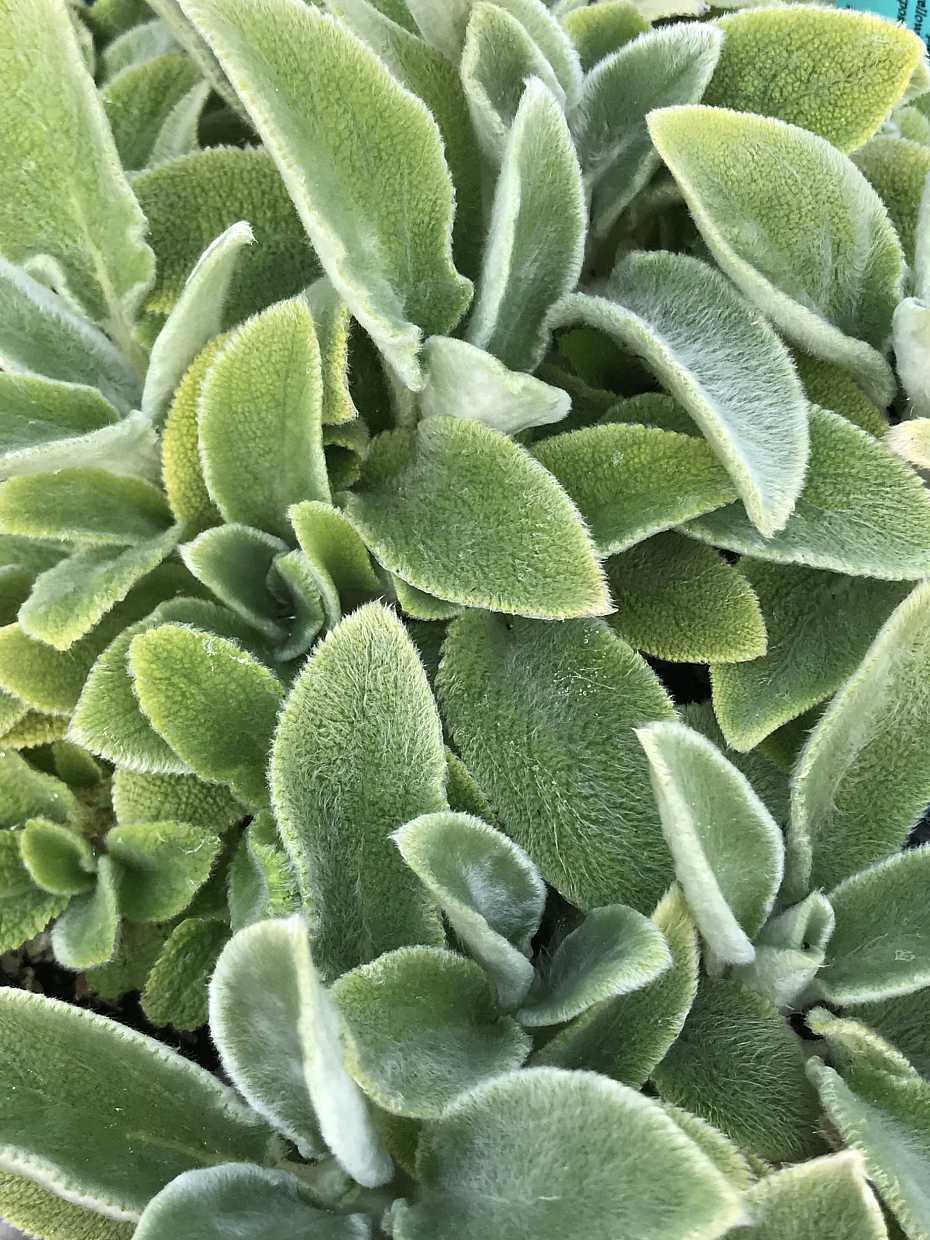 Stachys byzantina 'Primrose Heron' – Lamb's Ears