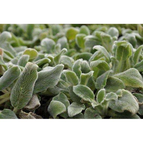 Stachys byzantina 'Silver Carpet' – Lamb's Ears