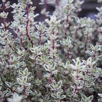 Thymus vulgaris 'Silver Posie' – Common Thyme