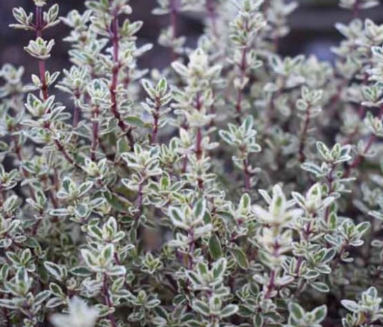 Thymus vulgaris 'Silver Posie' – Common Thyme