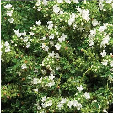 Thymus praecox 'Albiflorus' – White Creeping Thyme