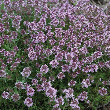 Thymus x citriodorus 'Spicy Orange' – Lemon Thyme