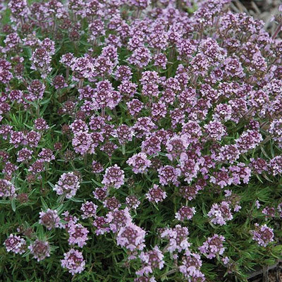 Thymus x citriodorus 'Spicy Orange' – Lemon Thyme
