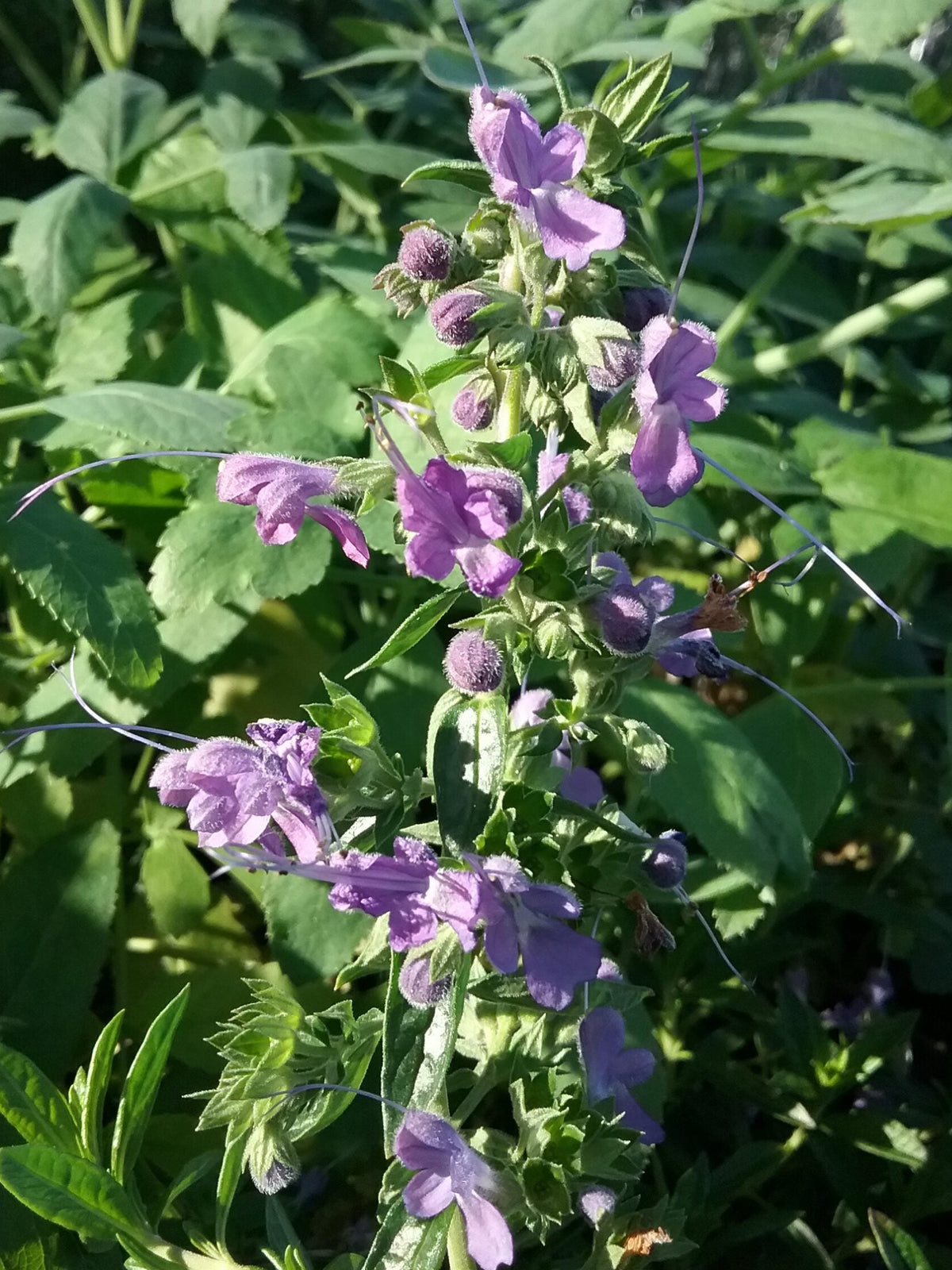 Trichostema 'Midnight Magic' – Hybrid Blue Curls