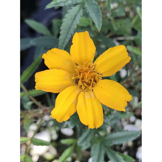 TAGETES – live annual, deer & drought resistant