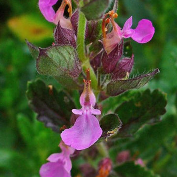 TEUCRIUM chamaedrys