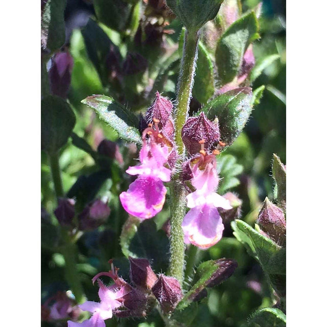 Teucrium chamaedrys 'Prostratum' – Dwarf Wall Germander