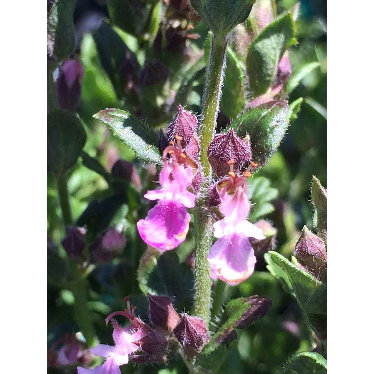 TEUCRIUM chamaedrys (Available Now)