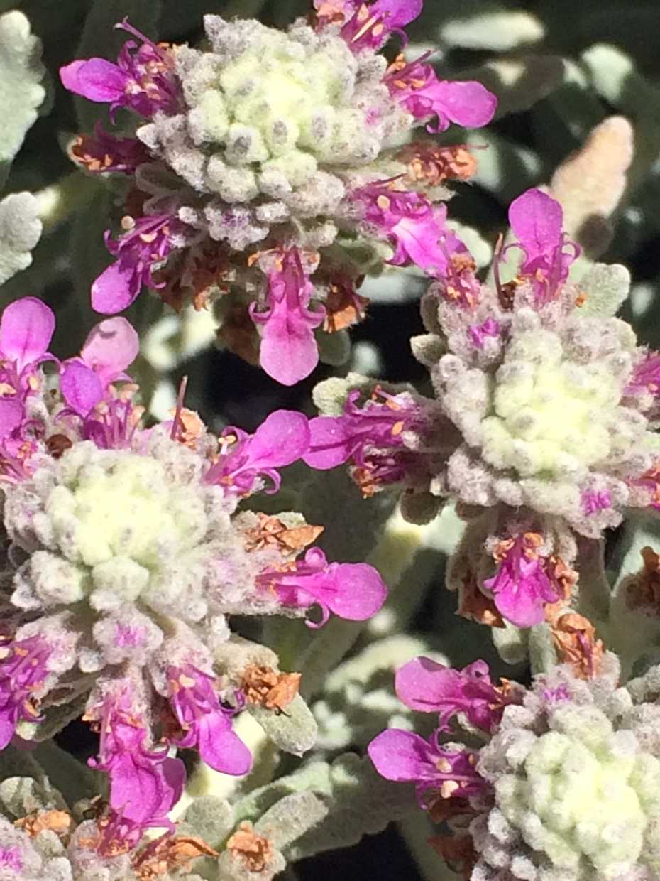 Teucrium cossonii – Creeping Germander