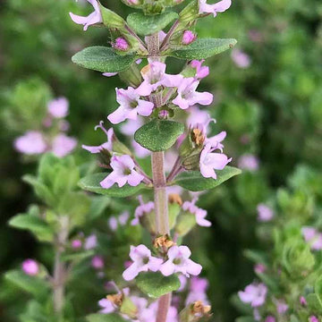 Thymus vulgaris 'Dot Wells' – French Culinary Thyme