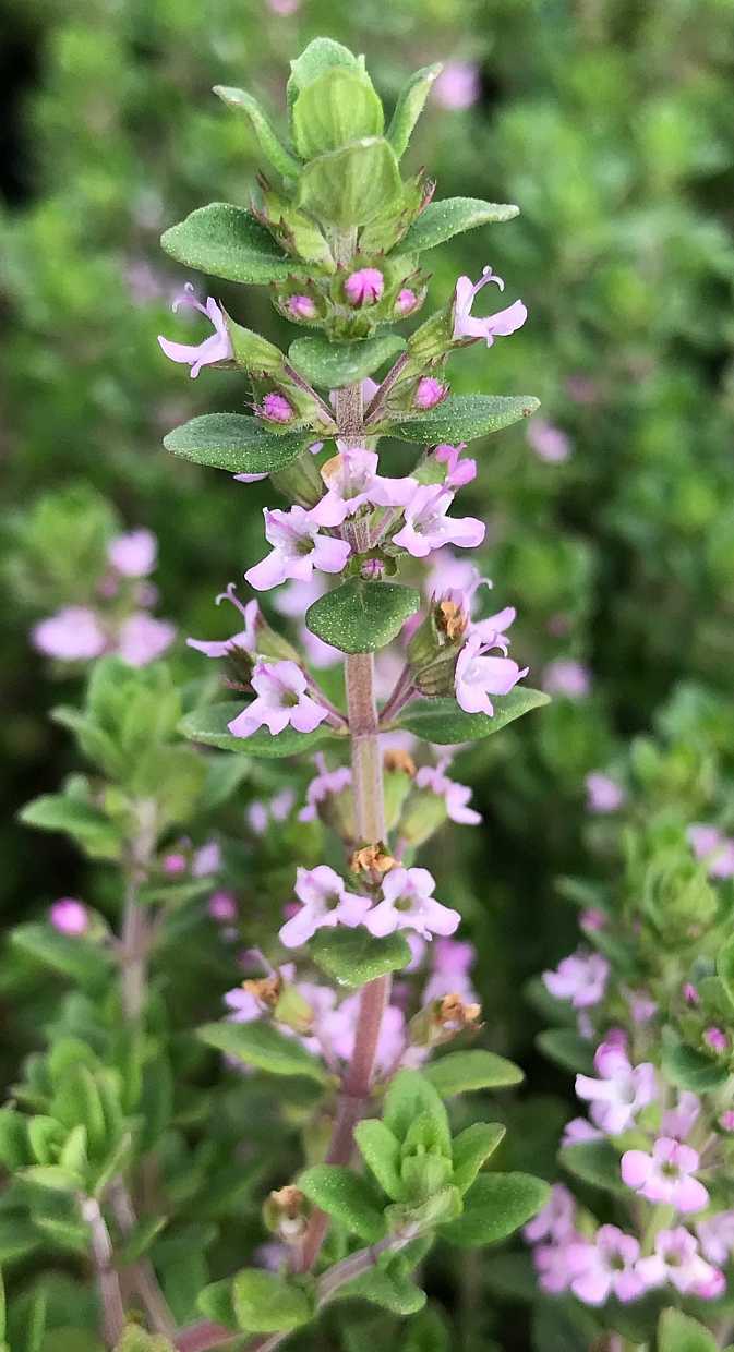 Thymus vulgaris 'Dot Wells' – French Culinary Thyme