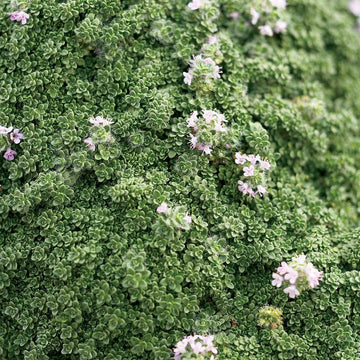 Thymus serpyllum 'Elfin' – Creeping Thyme