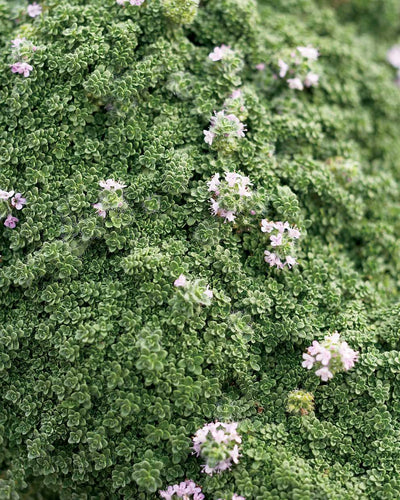 Thymus serpyllum 'Elfin' – Creeping Thyme