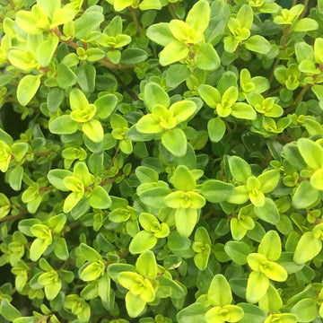 Thymus x citriodorus 'Lime' – Lime Thyme