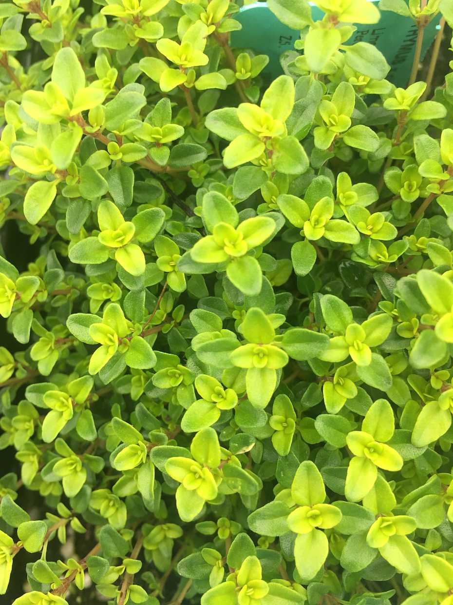 Thymus x citriodorus 'Lime' – Lime Thyme