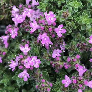 Thymus serpyllum 'Pink Chintz' – Creeping Thyme