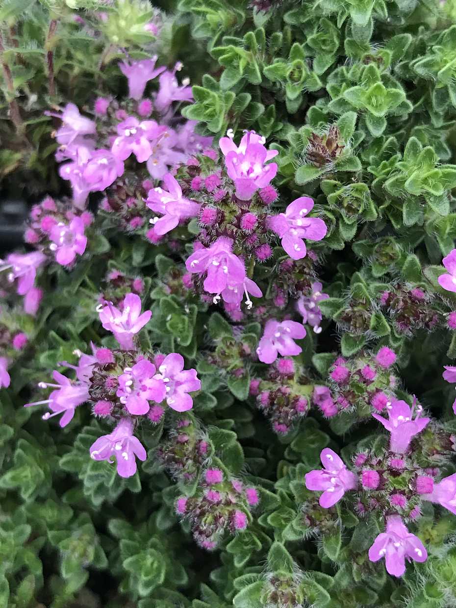 Thymus serpyllum 'Pink Chintz' – Creeping Thyme