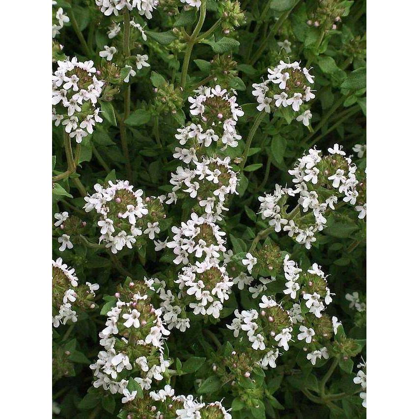 THYME English (Available Now)