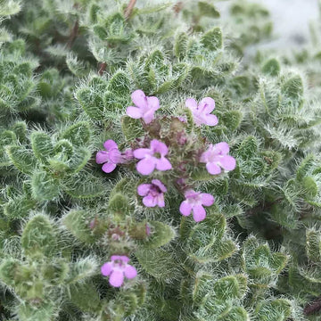 Thymus pseudolanuginosus – Woolly Thyme