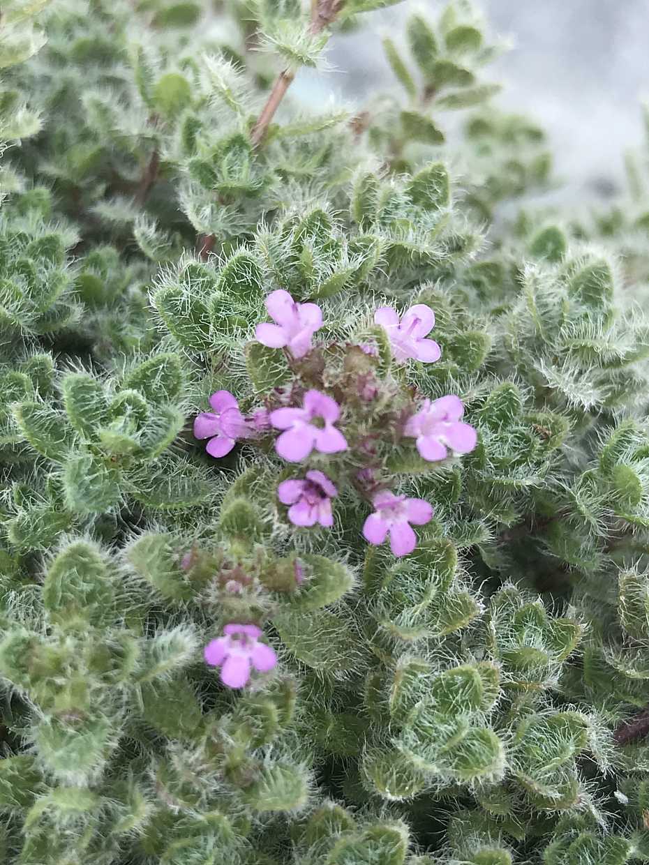Thymus pseudolanuginosus – Woolly Thyme