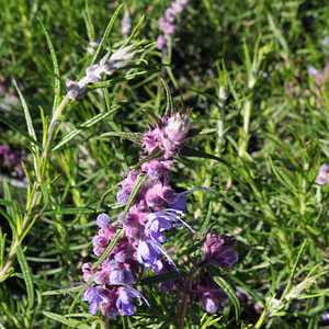 Trichostema lanatum – Woolly Blue Curls