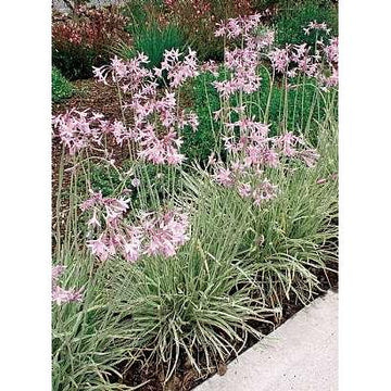 Tulbaghia violacea 'Silver Lace' – Variegated Society Garlic