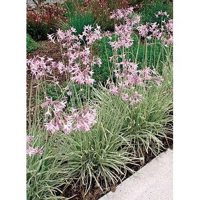 Tulbaghia violacea 'Silver Lace' – Variegated Society Garlic