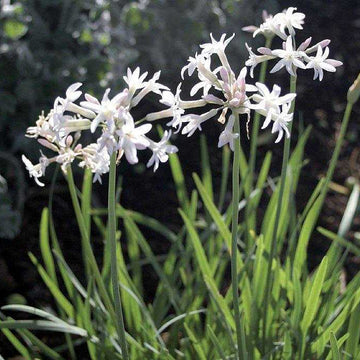 Tulbaghia violacea 'Emerisa White' – Society Garlic