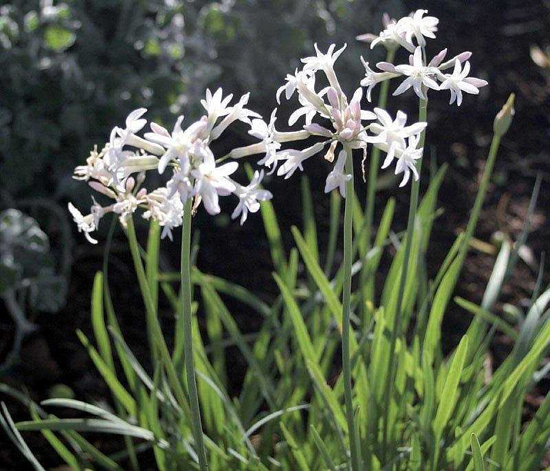 Tulbaghia violacea 'Emerisa White' – Society Garlic