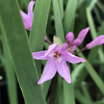 Tulbaghia violacea – Society Garlic