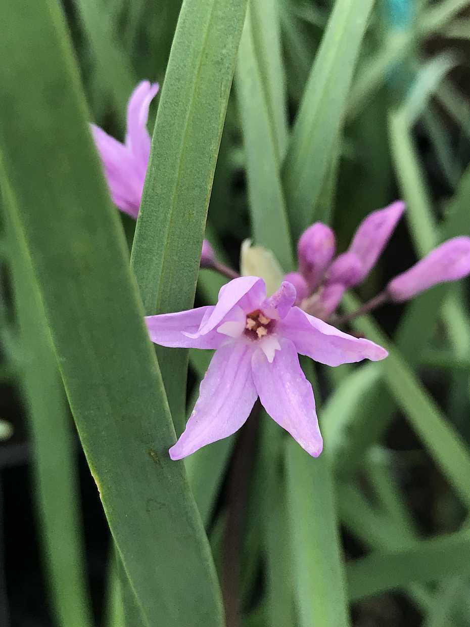 Tulbaghia violacea – Society Garlic
