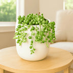 This Week’s Starter Jungle Box