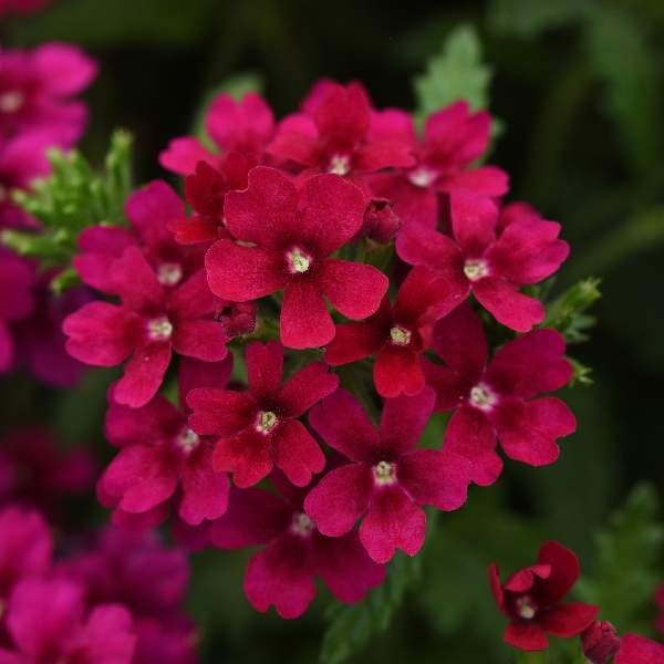Verbena hybrid 'Estrella Merlot' – Verbena