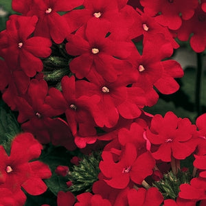 Verbena x hortensis 'Vanessa Compact Red' – Garden Verbena
